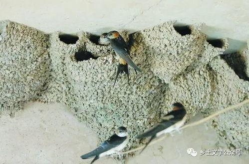 烟囱里的麻雀,见证城市变迁的生态使者