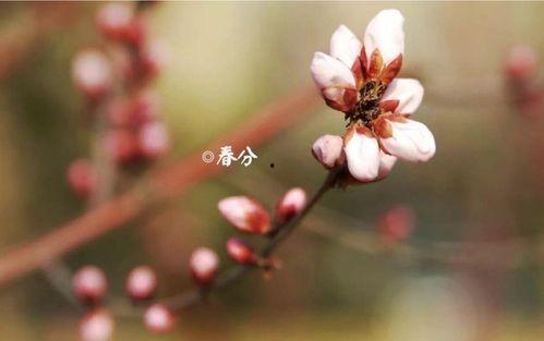 娇引-春色打翻时,娇引时光里的浪漫邂逅