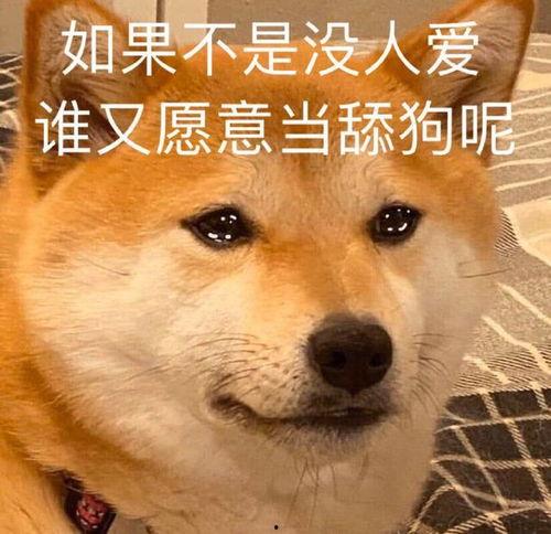 舔狗我不当了我要追校草